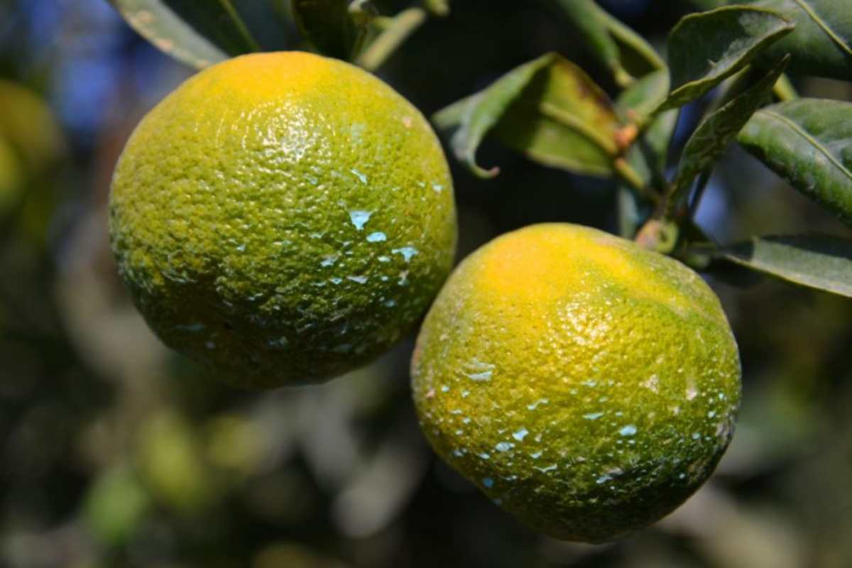 pesticidi su frutta e verdura