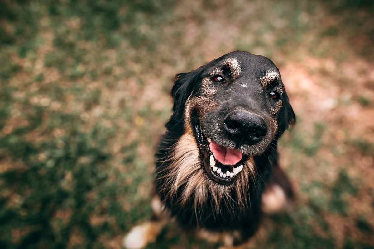 un cagnolino ha freddo: cosa fa